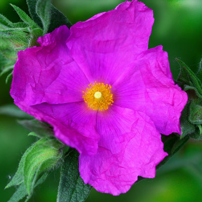 Cistus