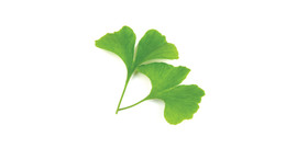 Ginkgo biloba