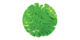 Moringa čaje